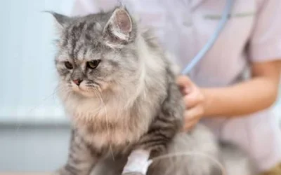 Кардиомиопатия у кошек