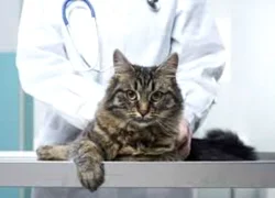 Кастрация кота - что нужно знать перед операцией
