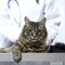 Кастрация кота - что нужно знать перед операцией