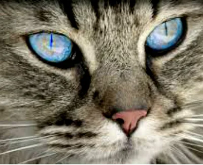 Причины и виды кератитов у кошек