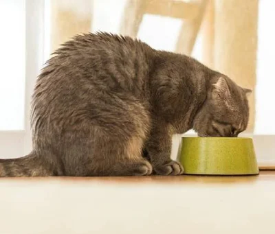 Зачем кошкам с мочекаменной диетой необходима диета