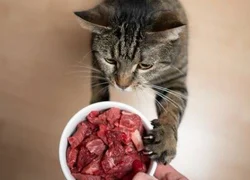 Кормление котят чистым мясом