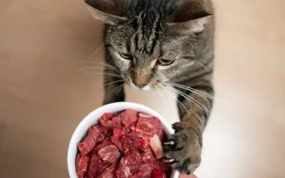 Кормление котят чистым мясом