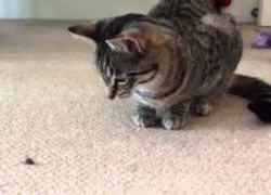 Кошка ест мух