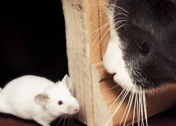 Кошка и крыса в одной квартире