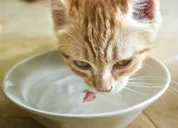 Кошка много пьет воды