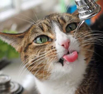 Как понять, что кошка стала мало пить воды
