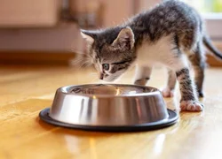 Кошка не хочет кормить котят - что делать?