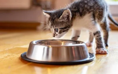 Кошка не хочет кормить котят - что делать?