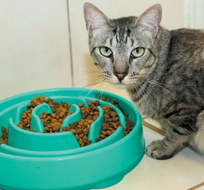 Причины, по которым кошка может перестать есть сухой корм