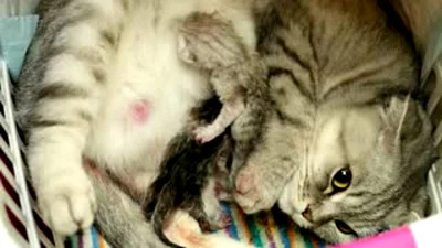 Осложнения после родов у кошки могут возникнуть в любой момент