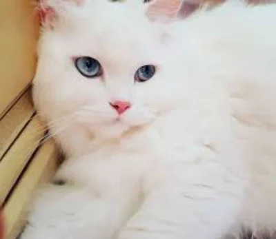 Русская белая кошка