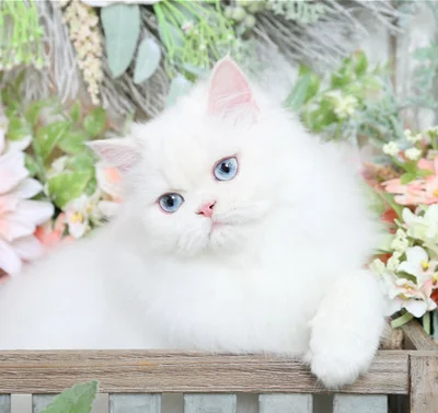 Персидская кошка белого окраса