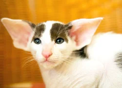 Кошки с большими ушами