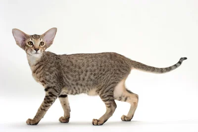 Кошки и коты ориентальной породы особенные