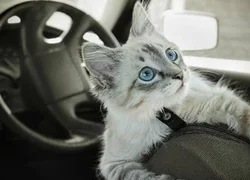 Кошку укачивает в машине