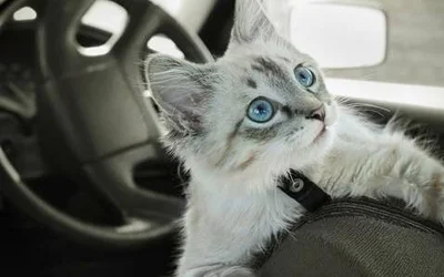 Кошку укачивает в машине