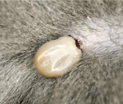 Первая помощь кошке после укуса клеща