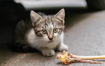 Котенок с улицы -  5 советов будущему хозяину от ветеринаров