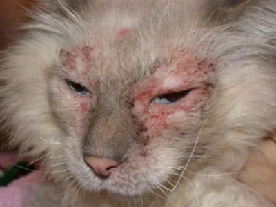Самыми распространенными болезнями кожного покрова у кошки являются аллергические реакции
