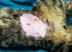 Лапароскопия и другие виды стерилизации кошки