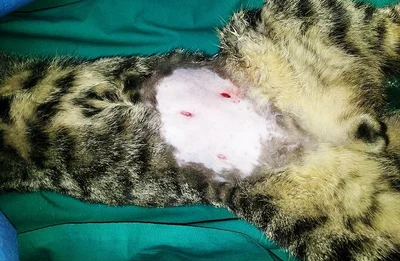 Обычно после проведения лапароскопической стерилизации кошка восстанавливается быстро