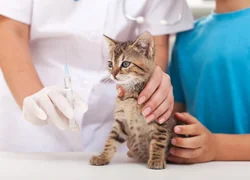 Вакцинация котят