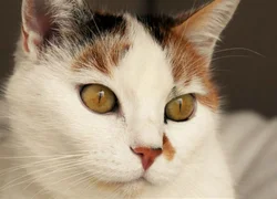 Лишай у кошек - фото, признаки и лечение