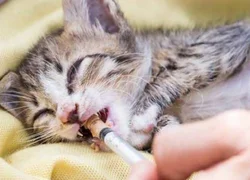 Лечение панлейкопении у кошек
