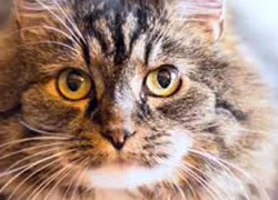 Лечение пиелонефрита у кошек