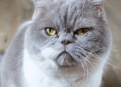 Лечение стоматита у кошек