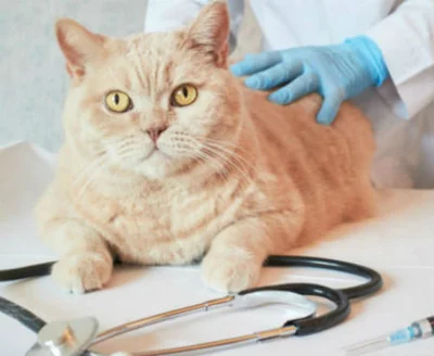 Лечение и профилактика лимфаденита у кошки