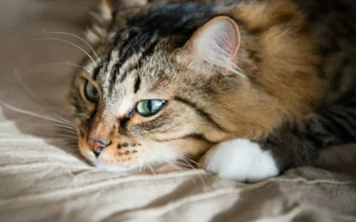 Лимфома кишечника у кошек