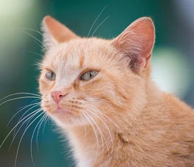Как происходит заражение листериозом кошки