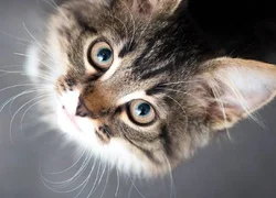 Листовидная пузырчатка у кошки