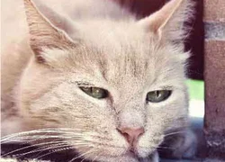 Лямблиоз у кошек симптомы и лечение