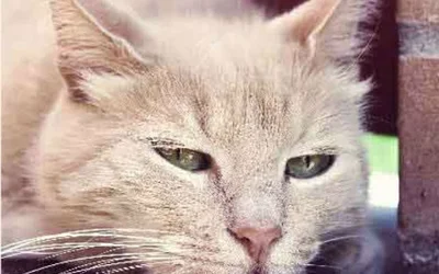 Лямблиоз у кошек симптомы и лечение