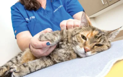 Мануальная терапия кошке