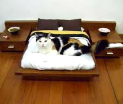 Зачем кошке нужна мебель