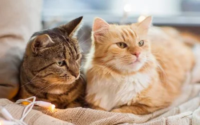 Мифы о вакцинации кошек