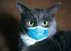 Может ли кошка заразиться от человека коронавирусом