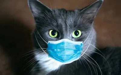 Может ли кошка заразиться от человека коронавирусом