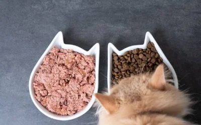 Можно ли давать кошке сухой и влажный корм одновременно