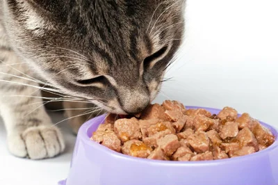Как кормить сухим кормом беременную кошку