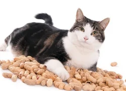 Можно ли кошкам орехи