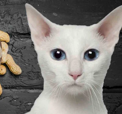 Особенности пищеварения кошек