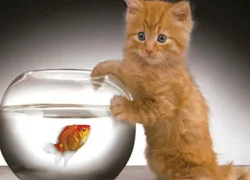 Можно ли кошкам рыбу