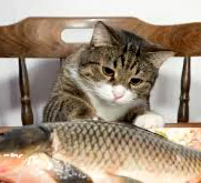 Польза и вред рыбы для кошки