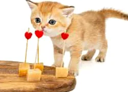 Можно ли кошкам сыр
