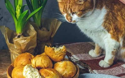 Можно ли кошкам хлеб